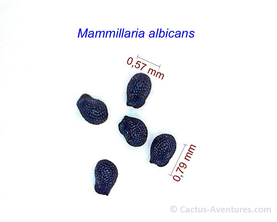 Mammillaria albicans